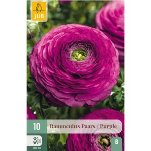 Ranunculus Purple – Dyp lilla ranunkler bed, potter og buketter (10 knoller)