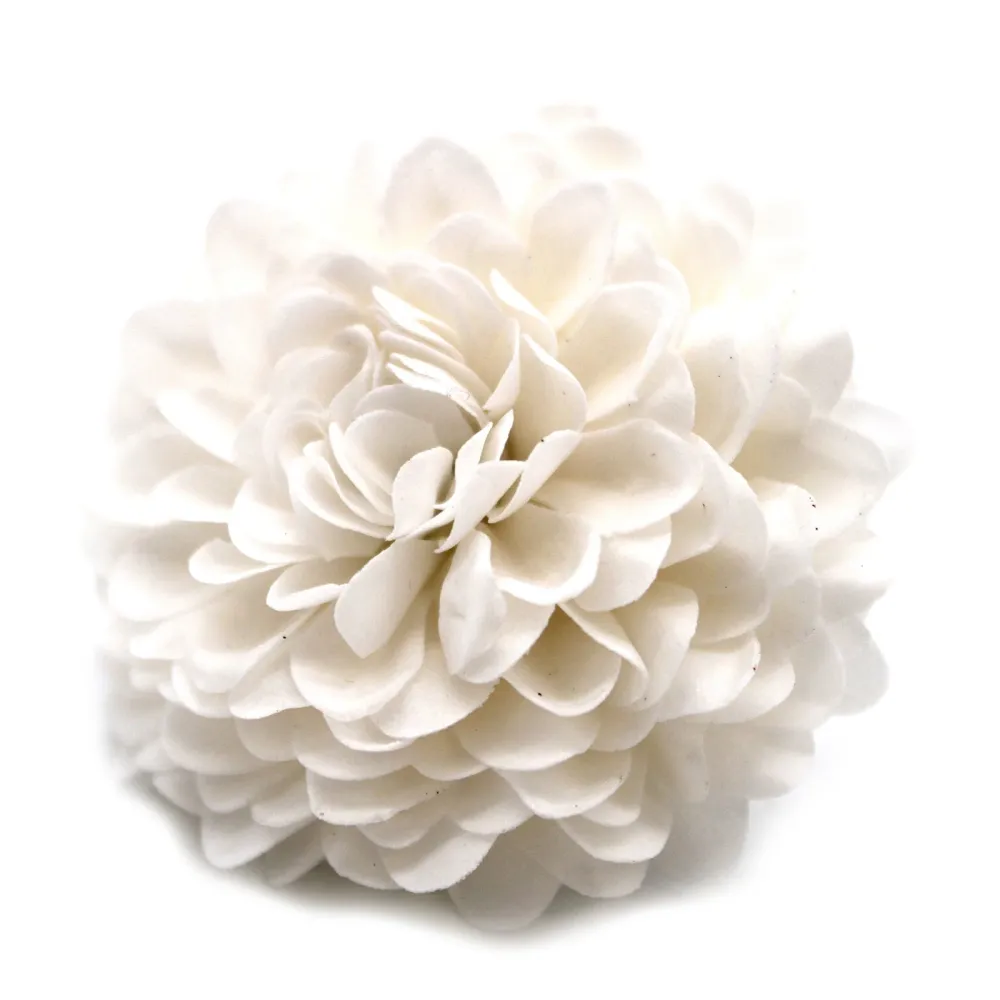 Såpeblomster små hvite krysantemum, 10 stk