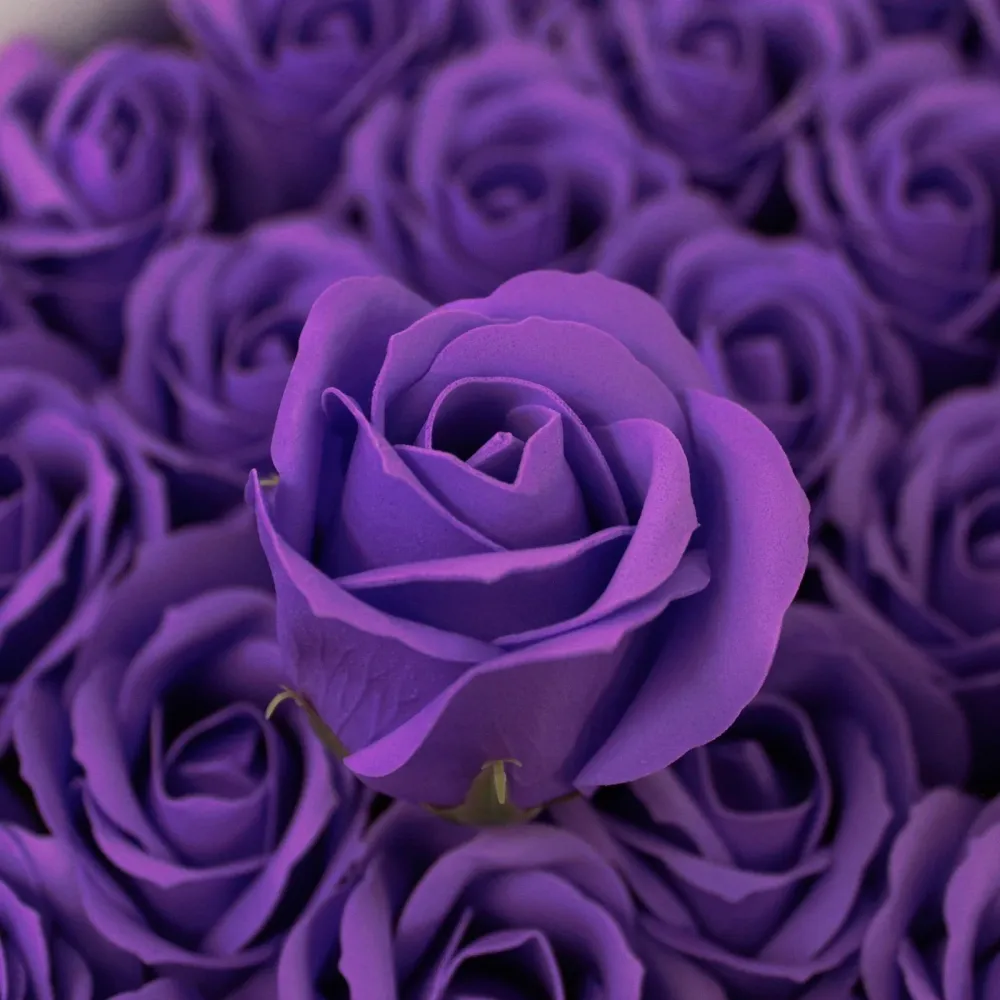 Såpeblomster Lavendel Medium Rose 10 Pakke