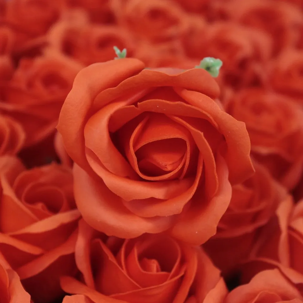Såpeblomster Medium Rose Solnedgang Oransje, 10 Pakke