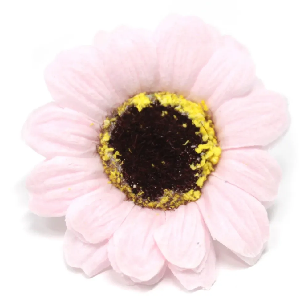 Såpeblomster Små Solsikke Rosa, 10 Stykker
