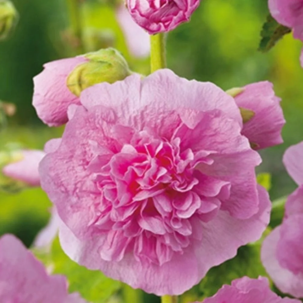 Stokkrose ‘Chater’s Double Pink’ – 2 barrotsstauder | Dobbel rosa blomstring