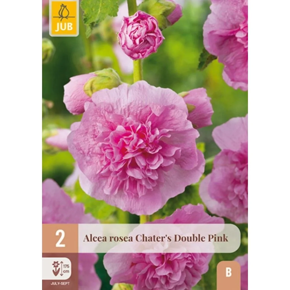 Stokkrose ‘Chater’s Double Pink’ – 2 barrotsstauder | Dobbel rosa blomstring