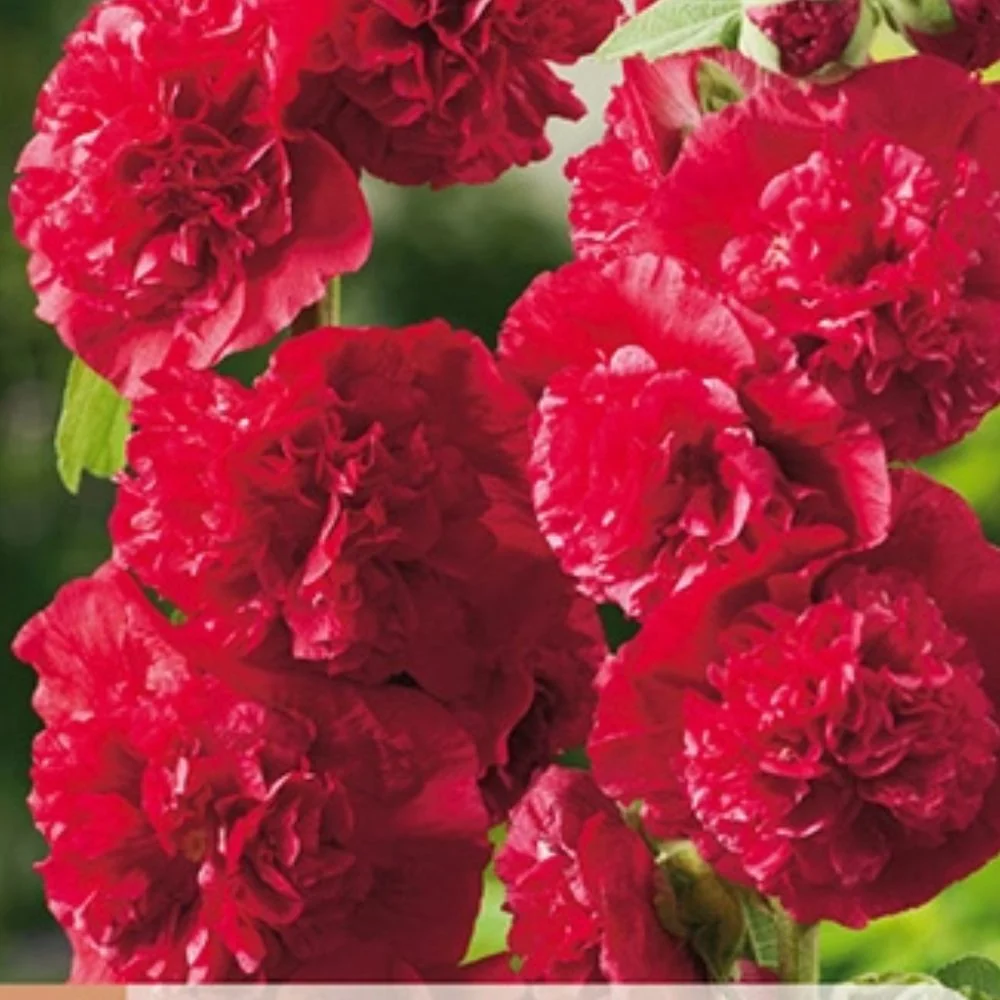 Stokkrose ‘Double Red’ – 2 barrotsstauder | Dobbel rød blomstring