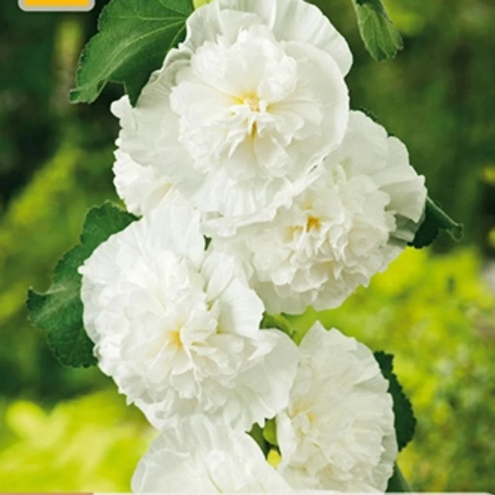 Stokkrose ‘Double White’ – 2 barrotsstauder | Dobbel hvit blomstring