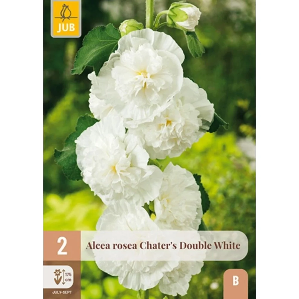 Stokkrose ‘Double White’ – 2 barrotsstauder | Dobbel hvit blomstring
