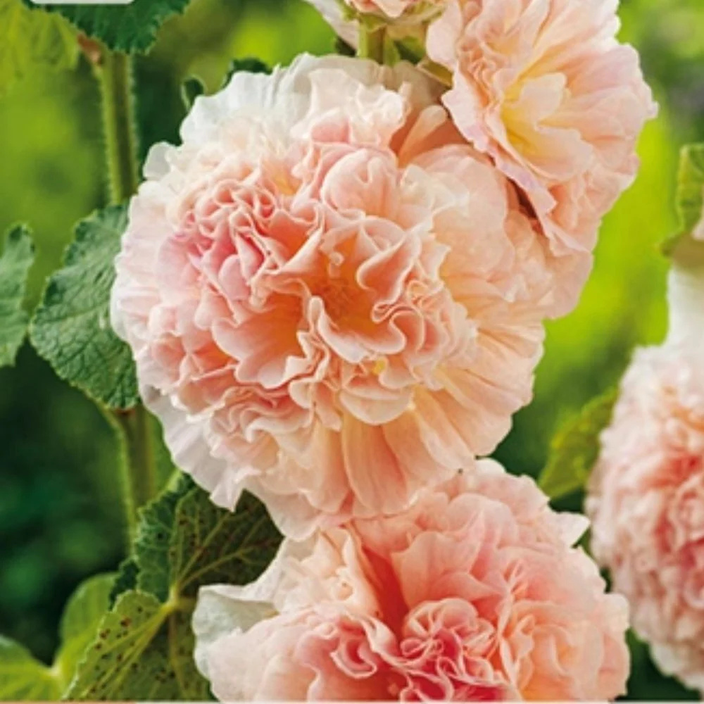 Stokkrose ‘Peaches ’N Dreams’ – 2 barrotsstauder | Dobbel ferskenrosa blomstring