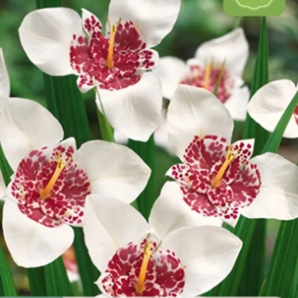 Hvit tigerblomst (Tigridia pavonia) – Eksotisk sommerblomst med prikket rødrosa midte (10 knoller)
