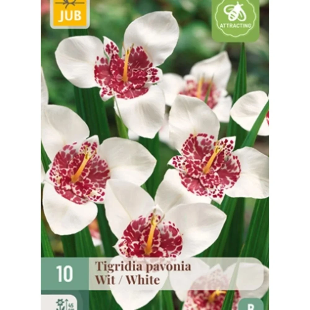 Hvit tigerblomst (Tigridia pavonia) – Eksotisk sommerblomst med prikket rødrosa midte (10 knoller)