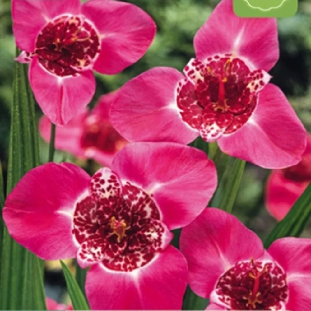 Rosa tigerblomst (Tigridia pavonia) – Eksotisk sommerblomst med flekkede rosa kronblad (10 knoller)