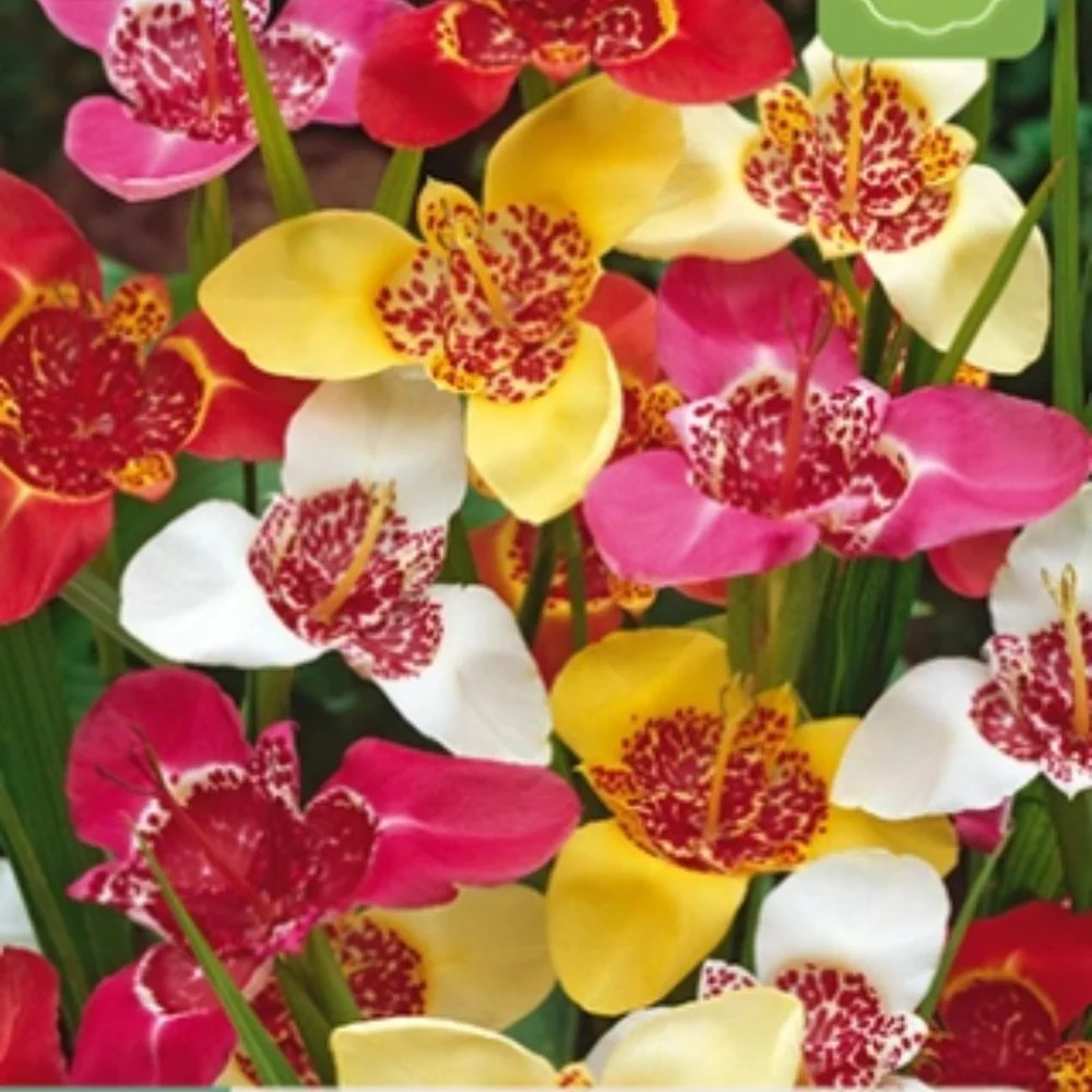 Tigerblomst i mikspakke (Tigridia pavonia) – Eksotisk fargemiks i rødt, rosa, gult og hvitt (10 knoller)
