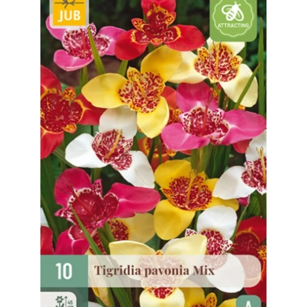 Tigerblomst i mikspakke (Tigridia pavonia) – Eksotisk fargemiks i rødt, rosa, gult og hvitt (10 knoller)