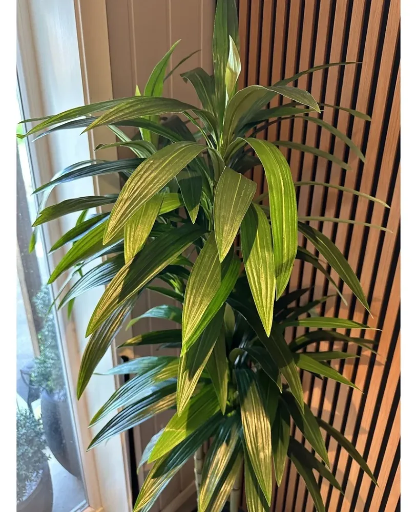 Kunstig Dracaena Tre 180cm