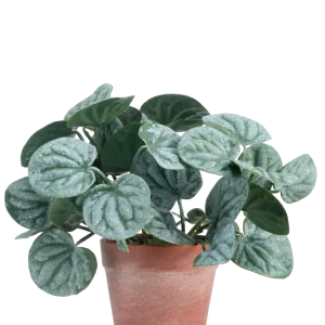 Kunstig Peperomia Busk Grønn i Terrapotte 16 cm