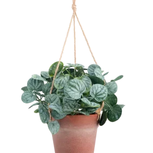 Kunstig Peperomia Busk i Hengende Potte 29 cm