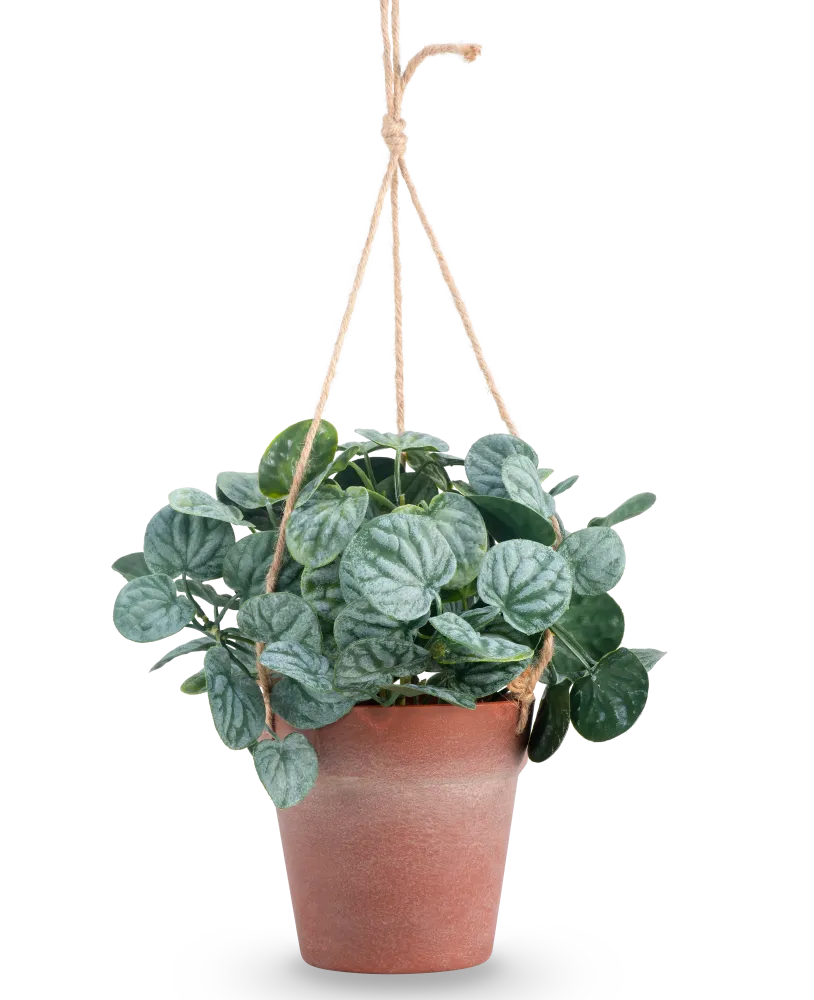 Kunstig Peperomia Busk i Hengende Potte 29 cm