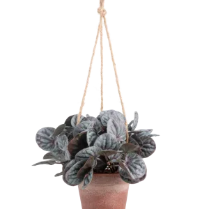 Kunstig Peperomia Caperata i Hengende Potte 18 cm