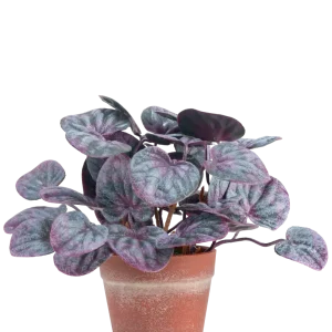 Kunstig Peperomia Caperata Lilla i Terrapotte 16 cm