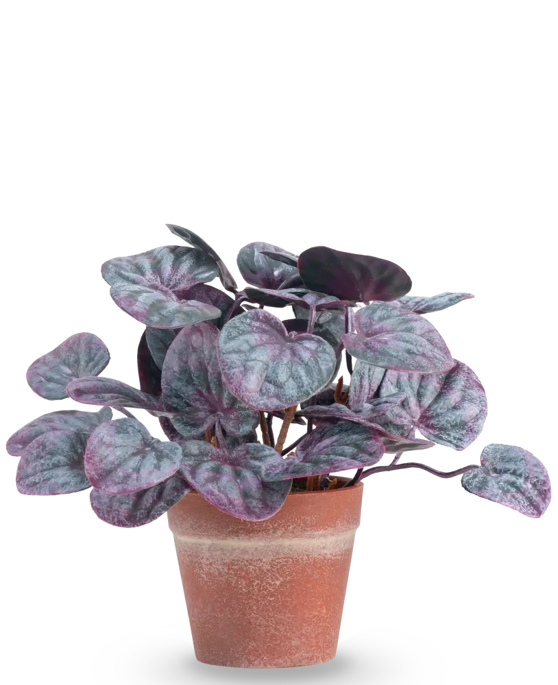 Kunstig Peperomia Caperata Lilla i Terrapotte 16 cm