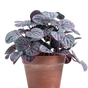 Kunstig Peperomia Caperata Lilla i Terrapotte 26 cm