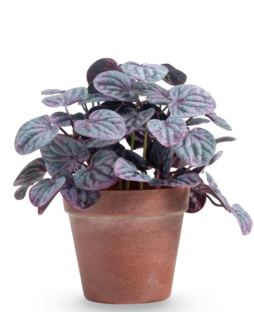 Kunstig Peperomia Caperata Lilla i Terrapotte 26 cm