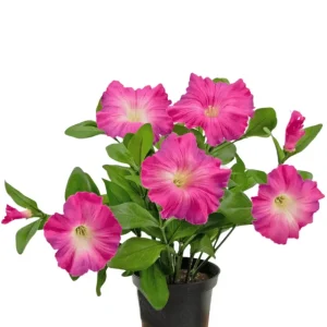Kunstig Petunia Mørk Rosa UV i Potte 25 cm